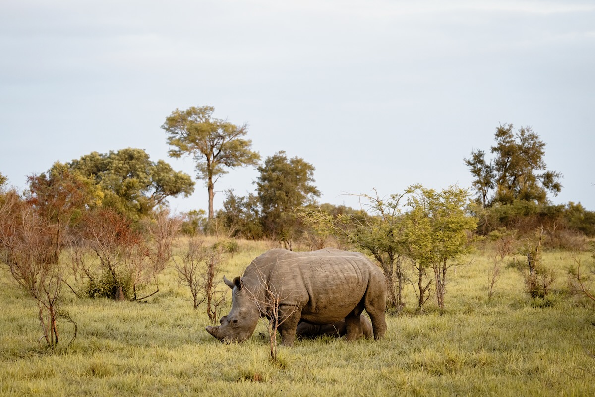 Rhinocéros - Parc Kruger