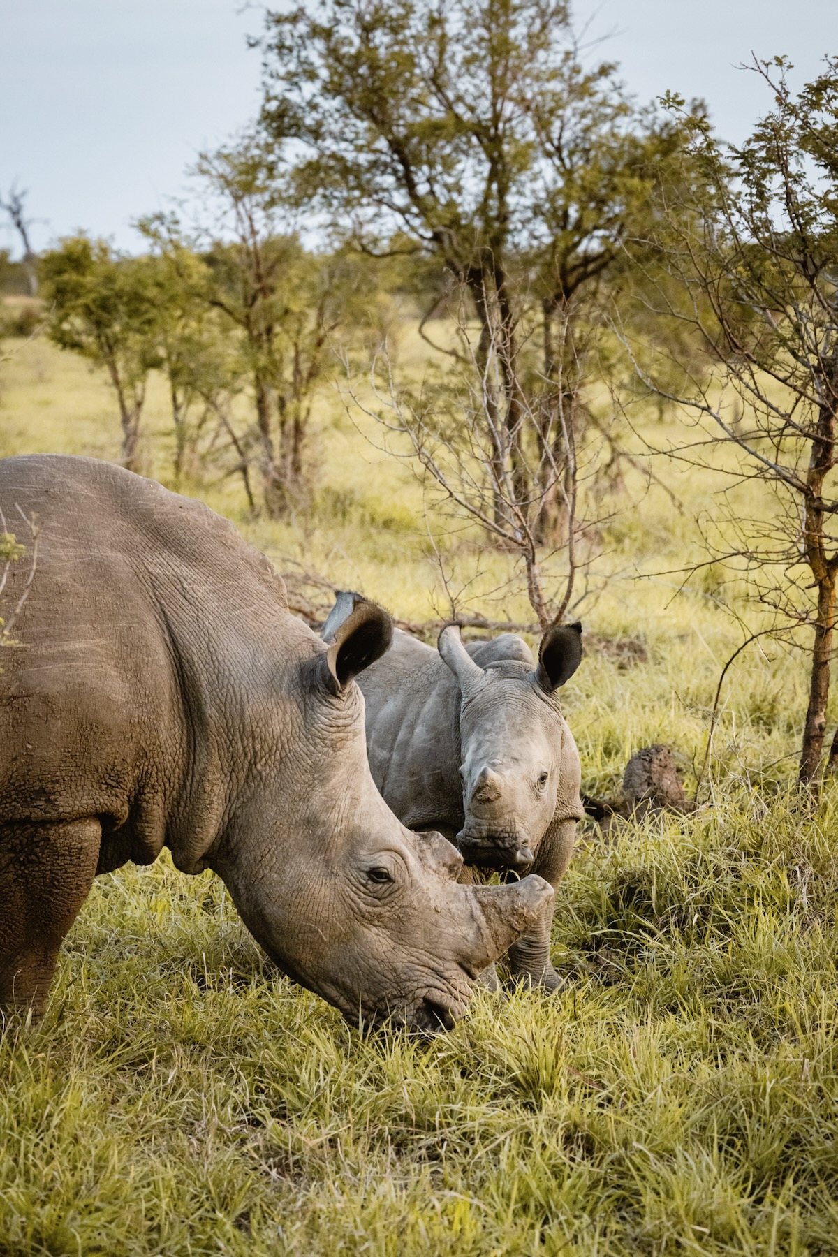 Rhinocéros - Réserve privée de Manyeleti