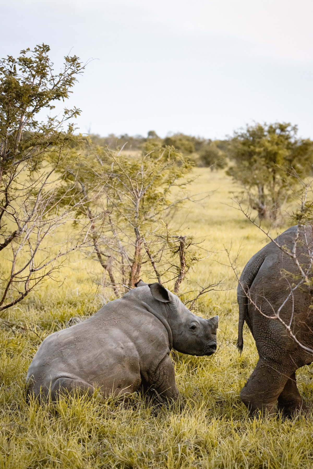 Bébé rhinocéros