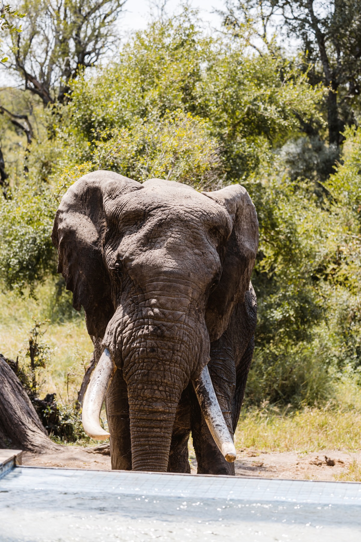 Retour d'expérience safari Kruger