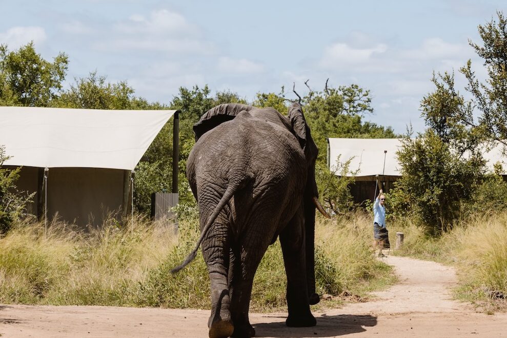 Voir des éléphants en safari 