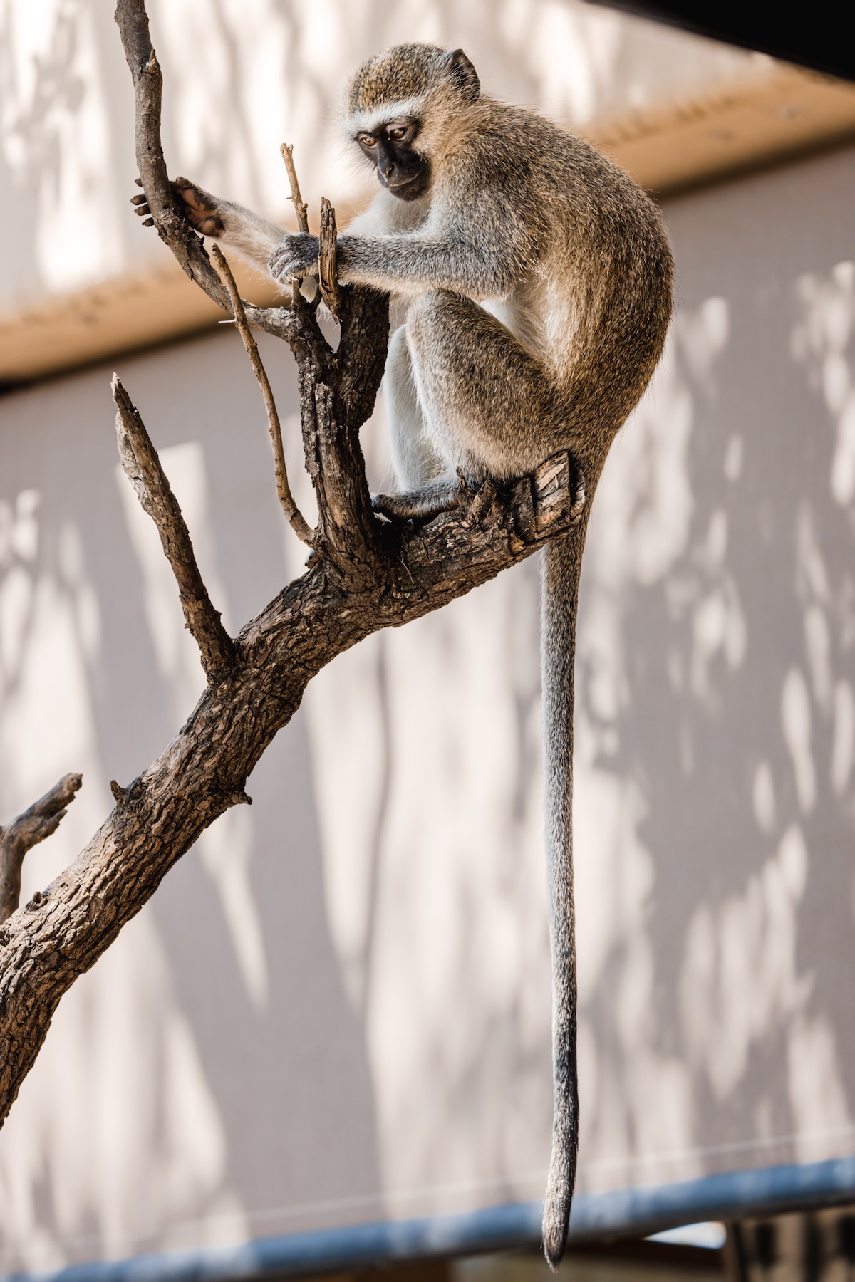 Honeyguide Tented Safari Camps - Mantobeni 