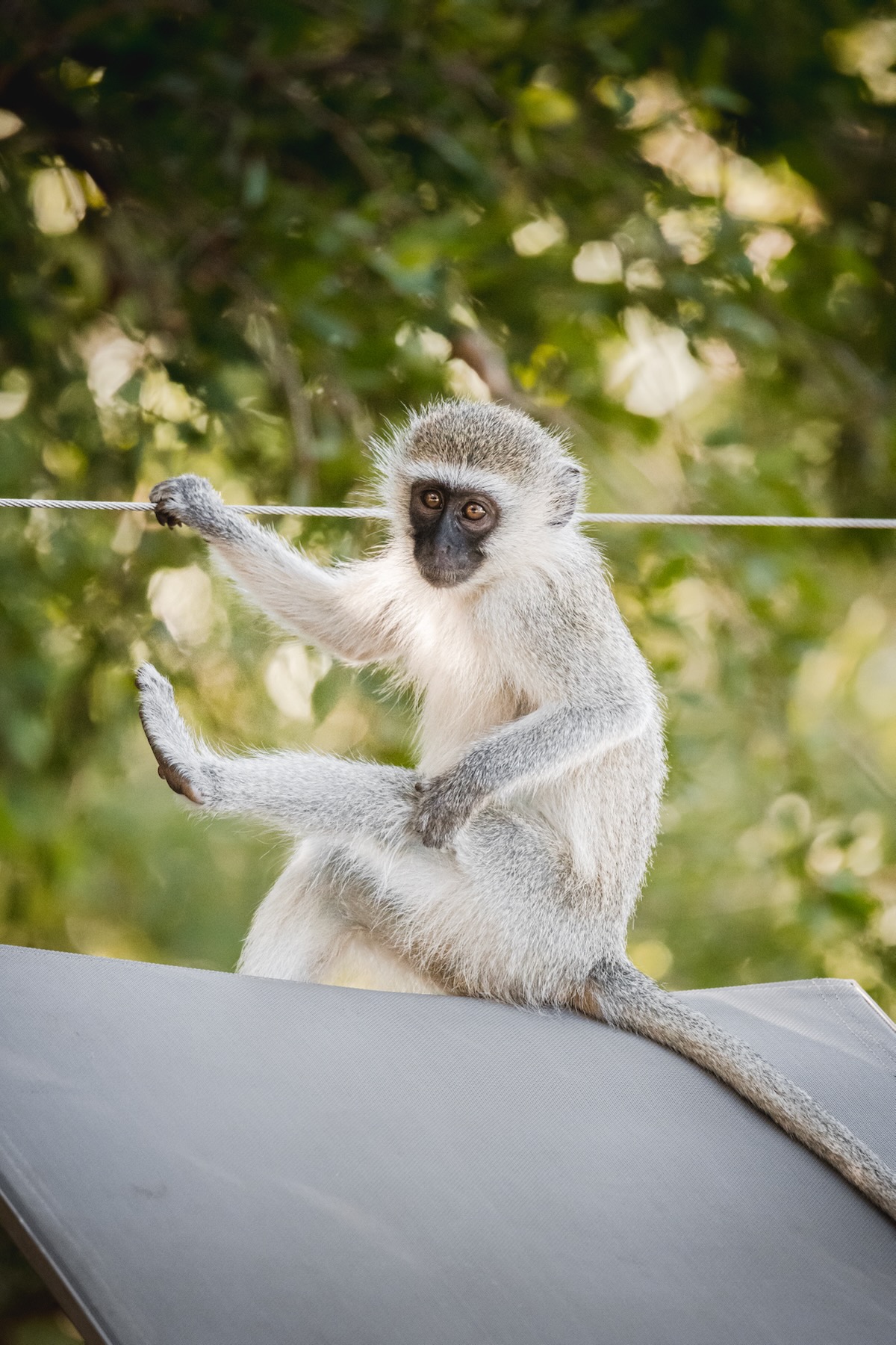 Safari - Réserve privée Manyeleti