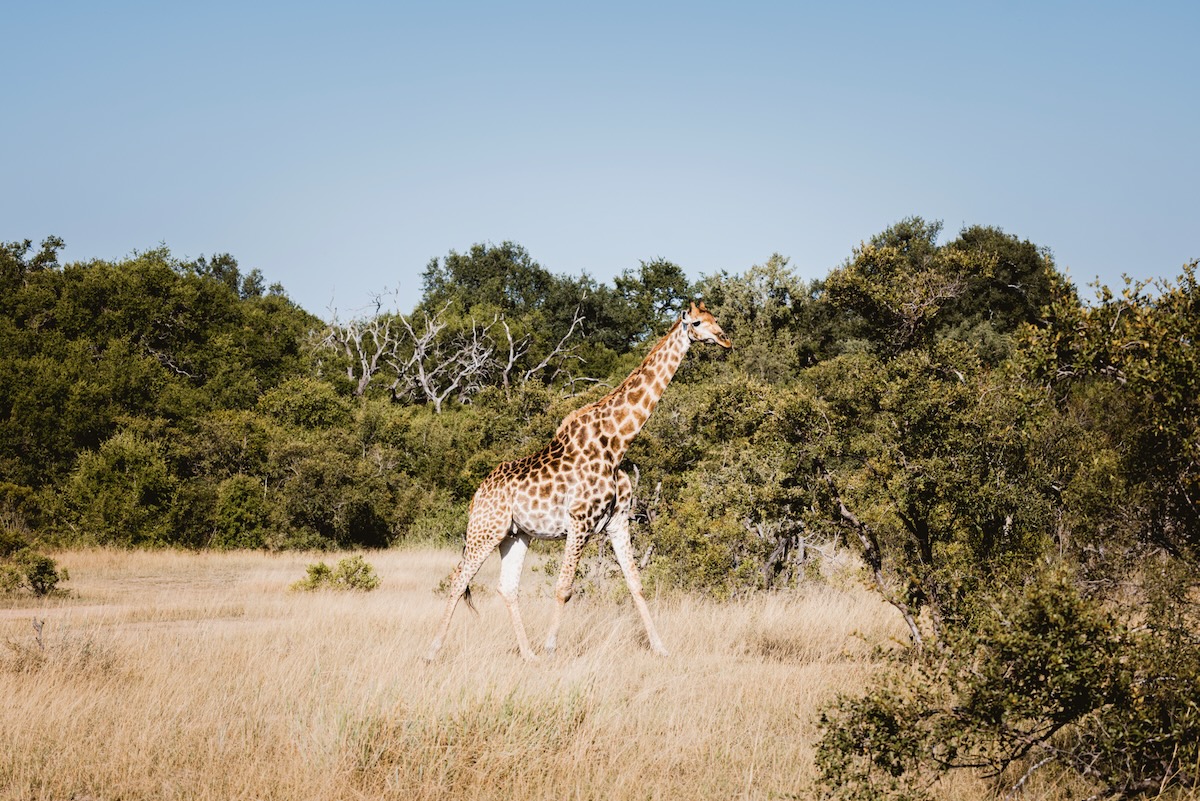 Girafe safari