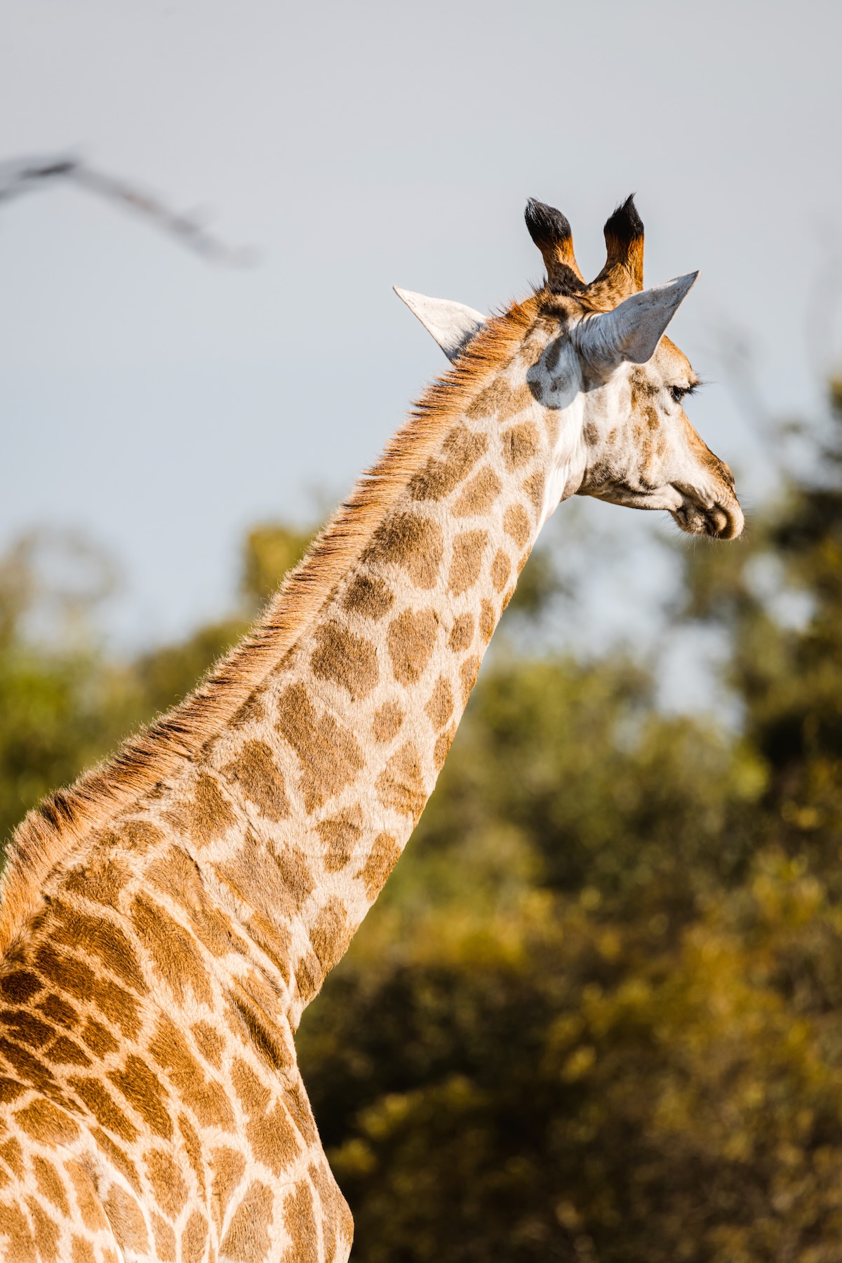 Quel est le budget d'un safari en Afrique du Sud ? 