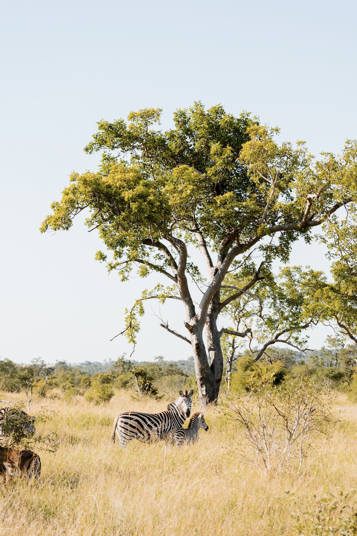 Safari - Réserve privée Manyeleti