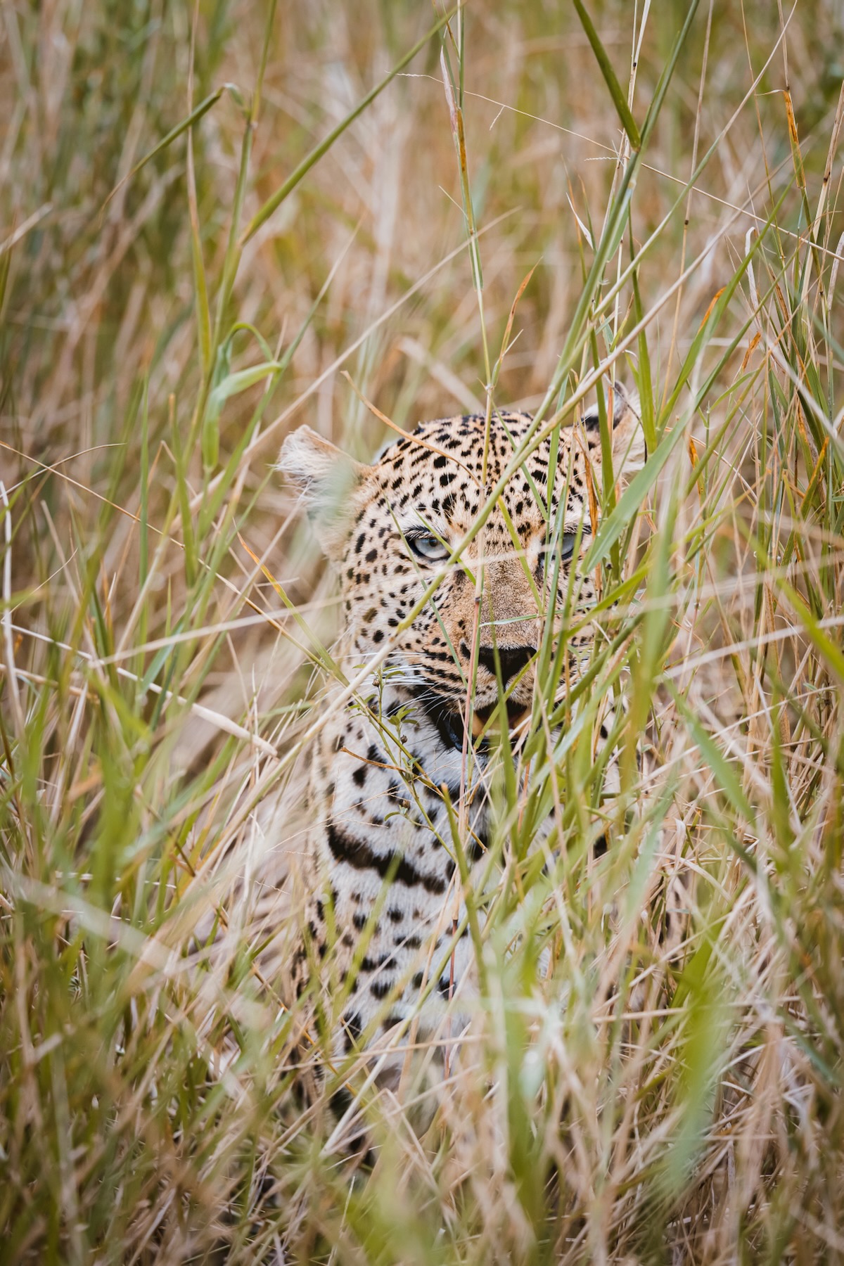 Léopard - Safari - Big 5