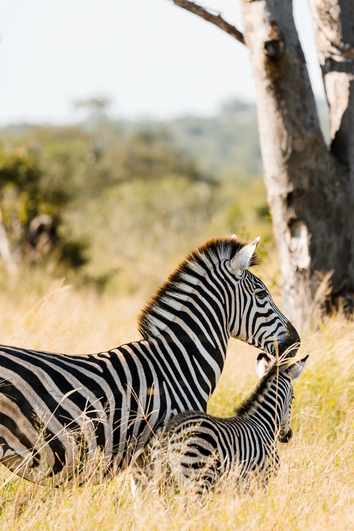 Safari - Réserve privée Manyeleti - Zèbre