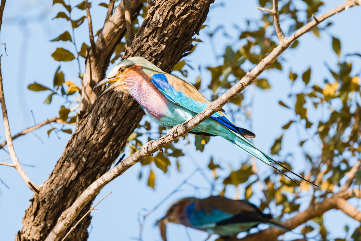 Rollier à longs brins - Kruger