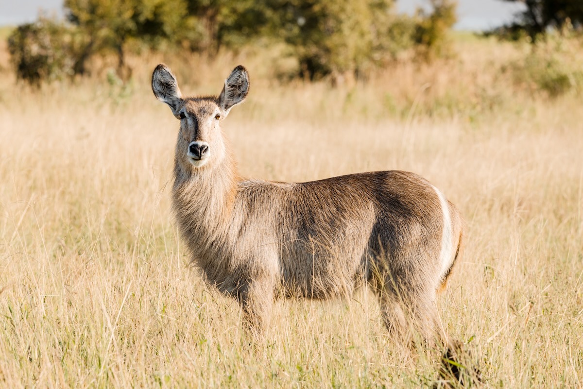 Antilope