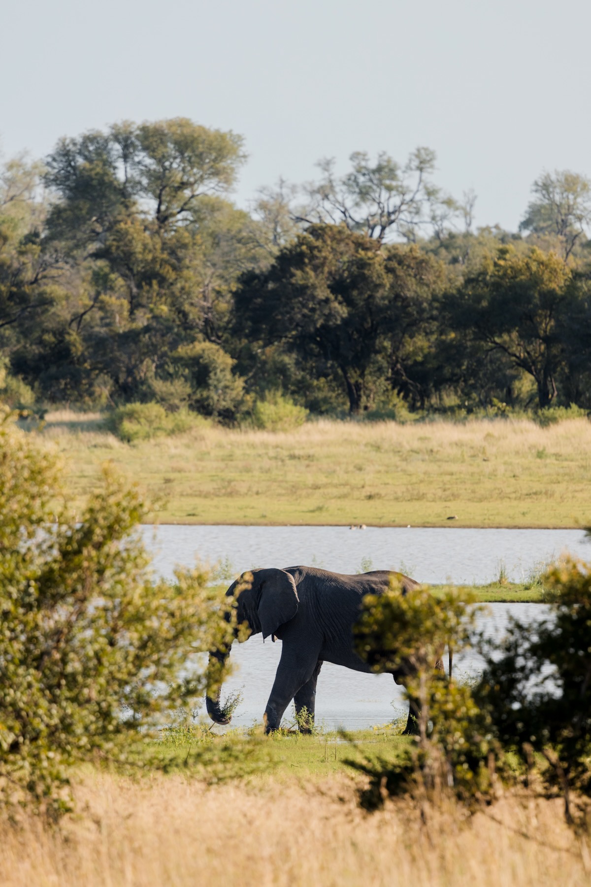 Game drive en Afrique du Sud