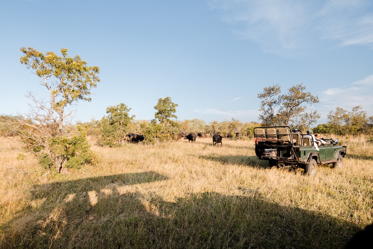 Voir les Big 5 - Kruger