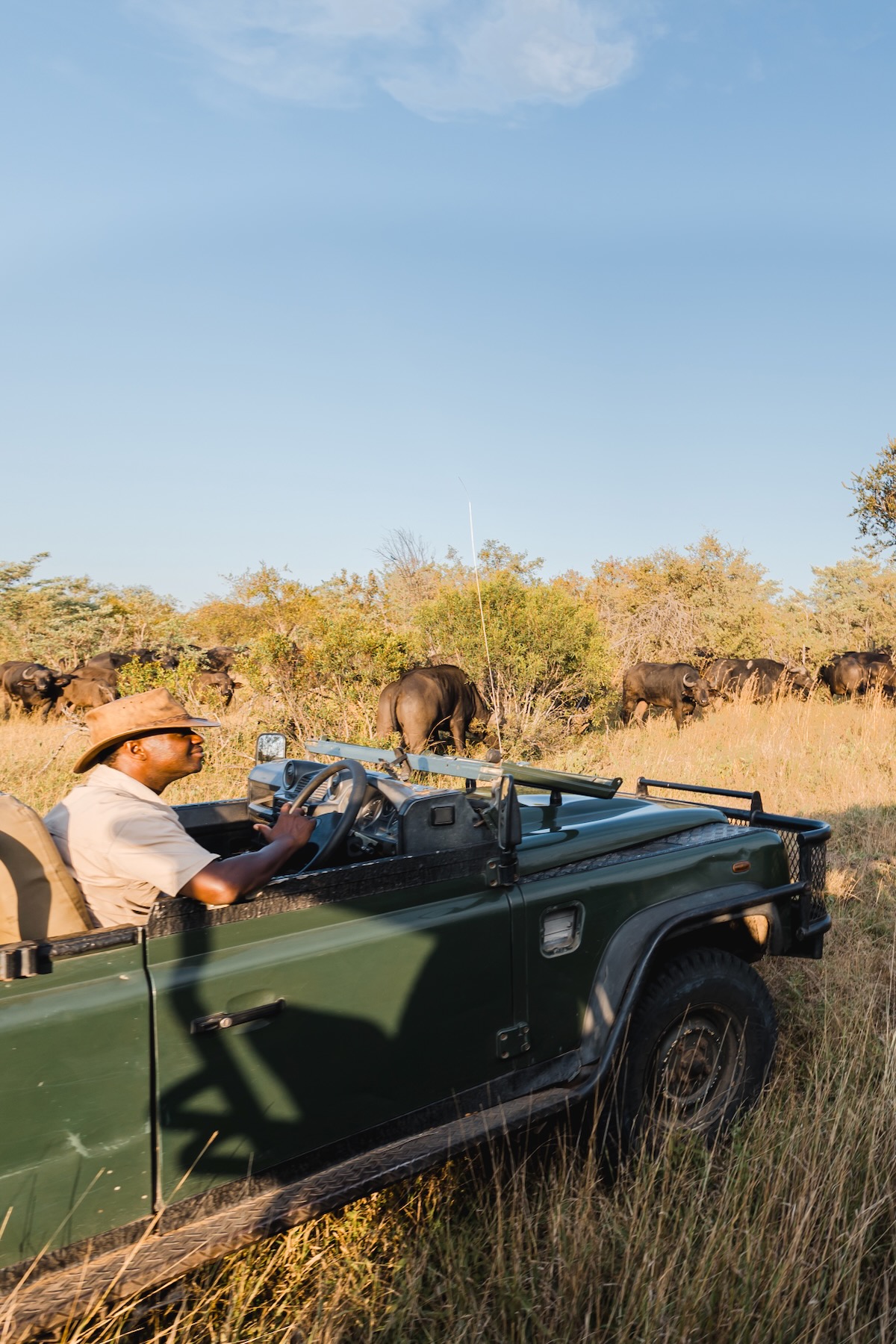 Game drive - Safari Afrique du Sud