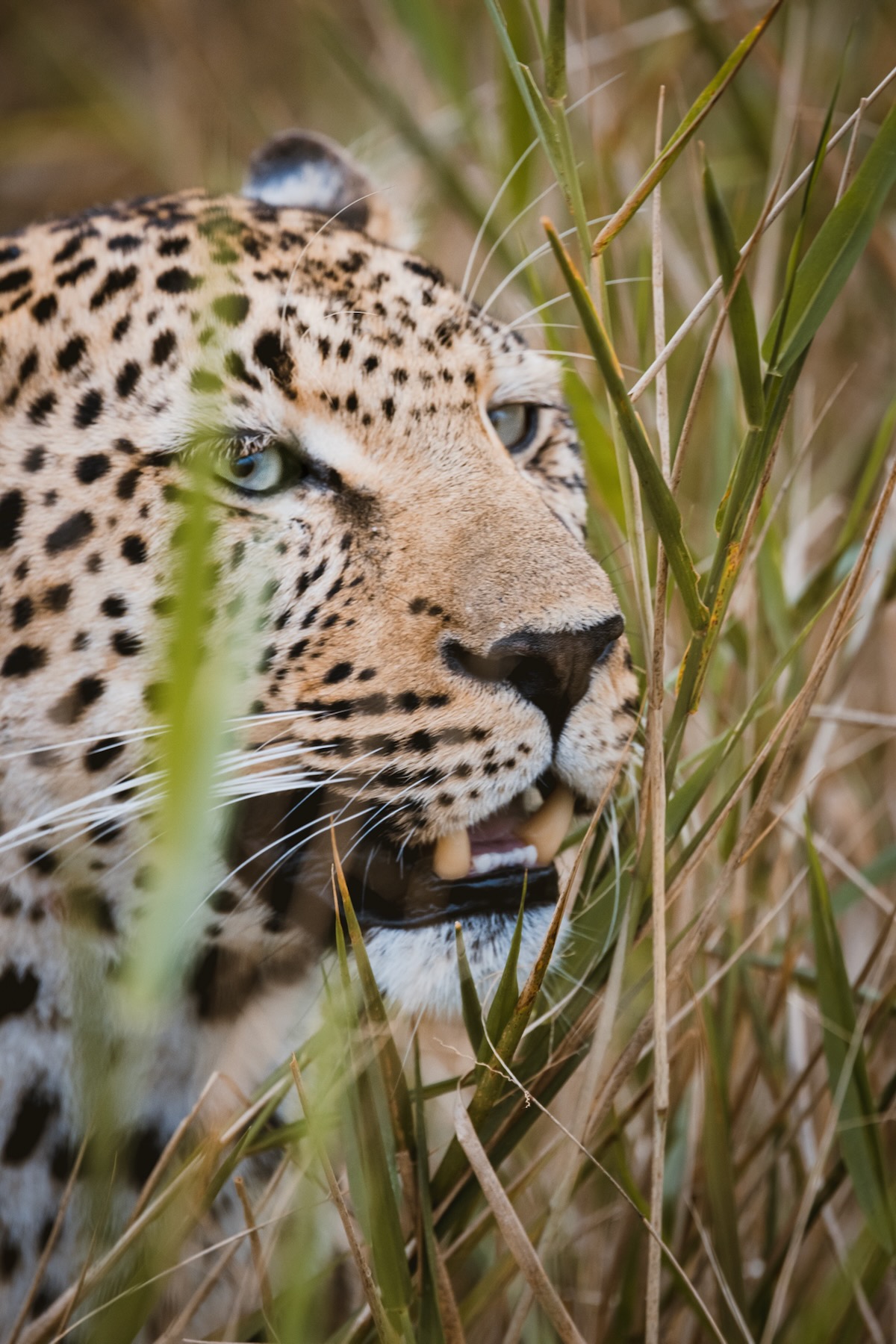 Léopard - Safari - Big 5