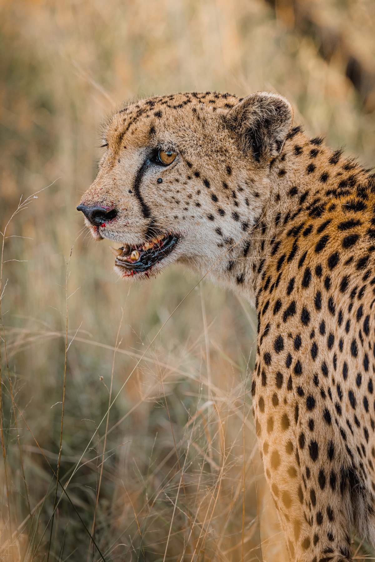 Guépard - Parc Kruger