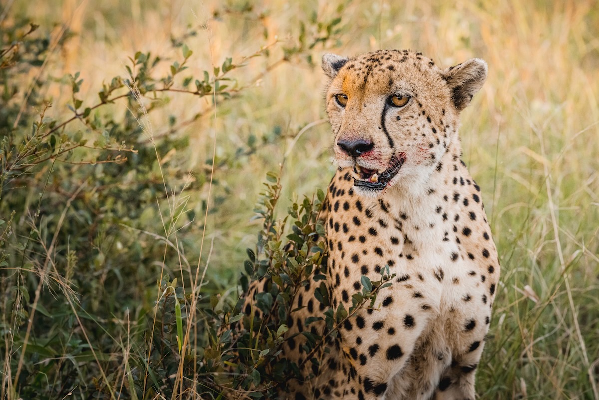 Guépard - Parc Kruger