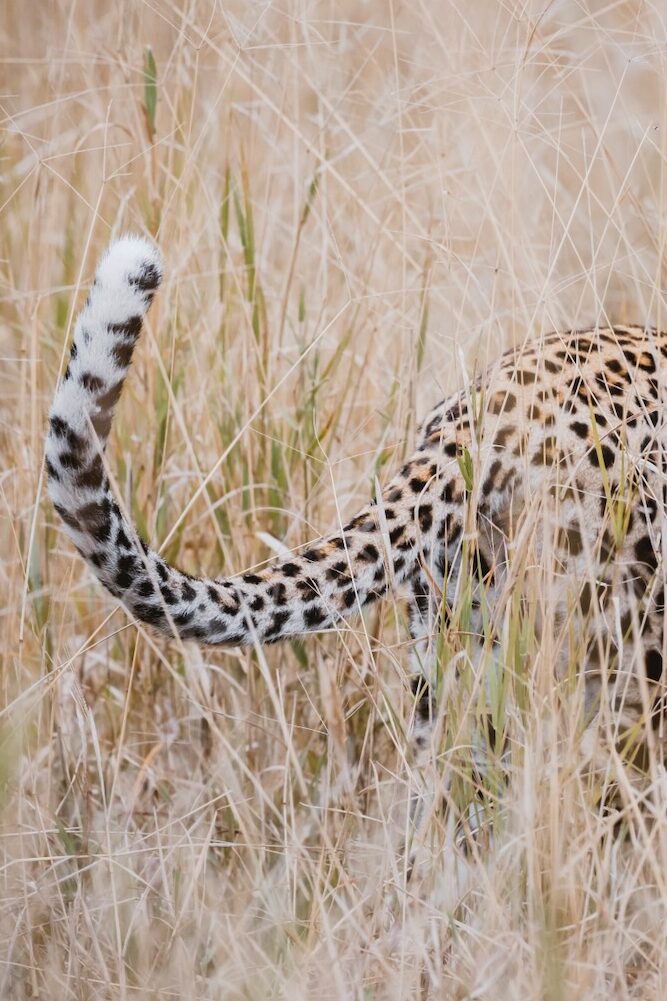 Léopard - Safari - Big 5