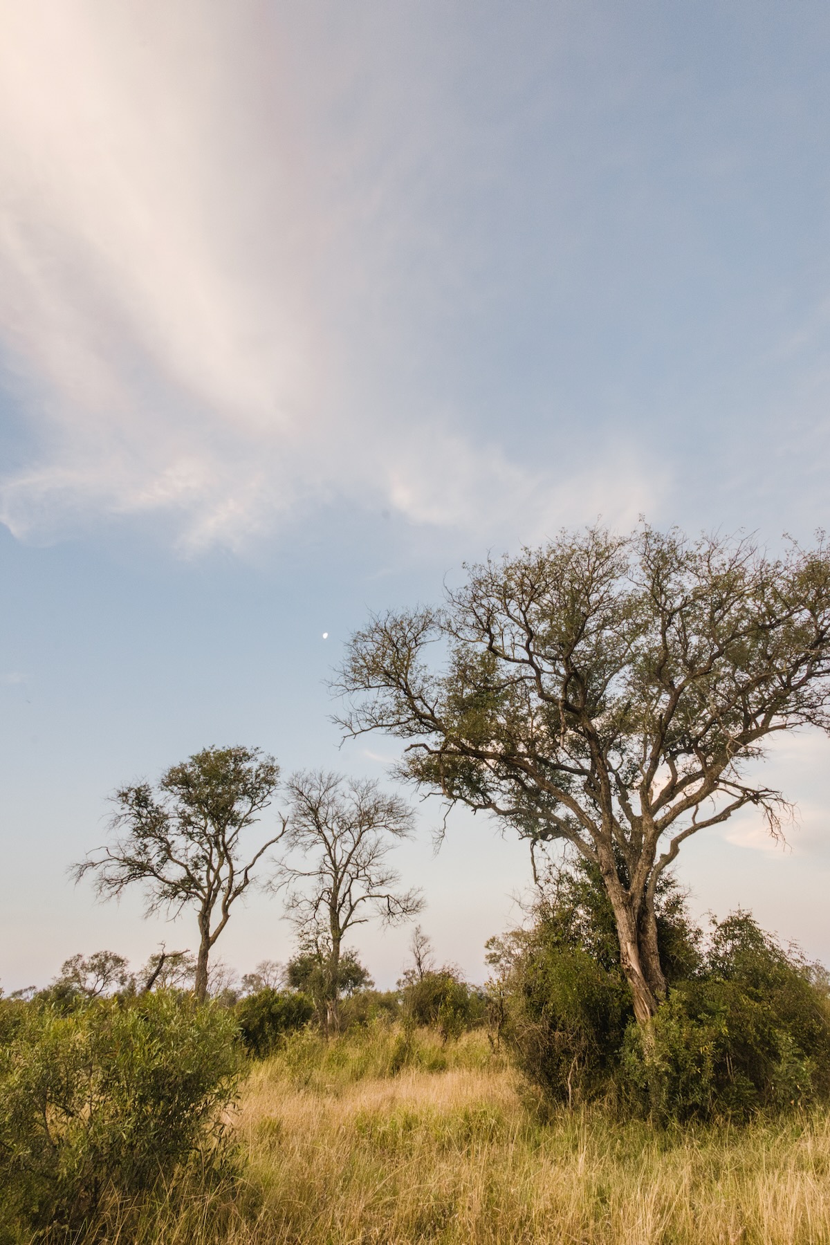 Safari en Afrique du Sud