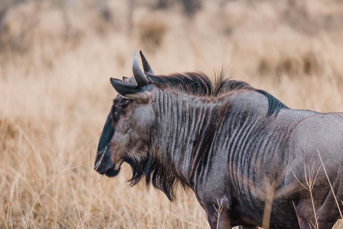 Quel est le budget d'un safari en Afrique du Sud ? 