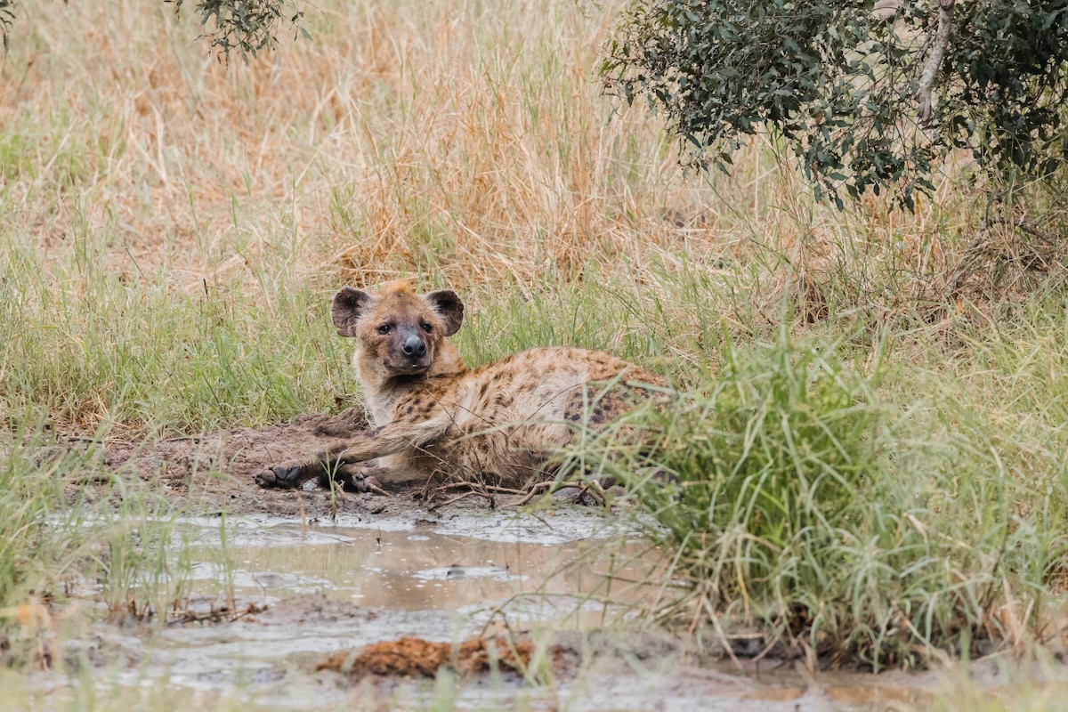 Comment préparer un safari en Afrique du Sud ?