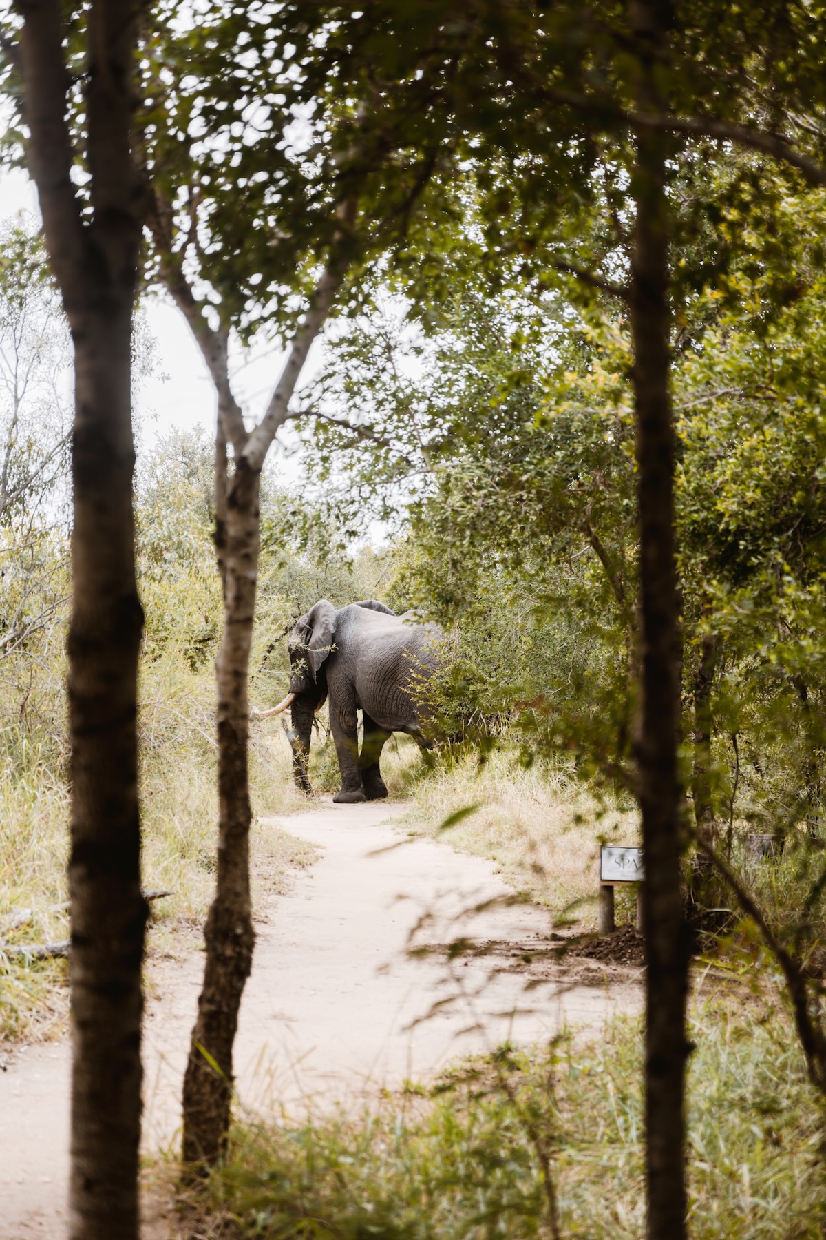 Honeyguide Tented Safari Camp