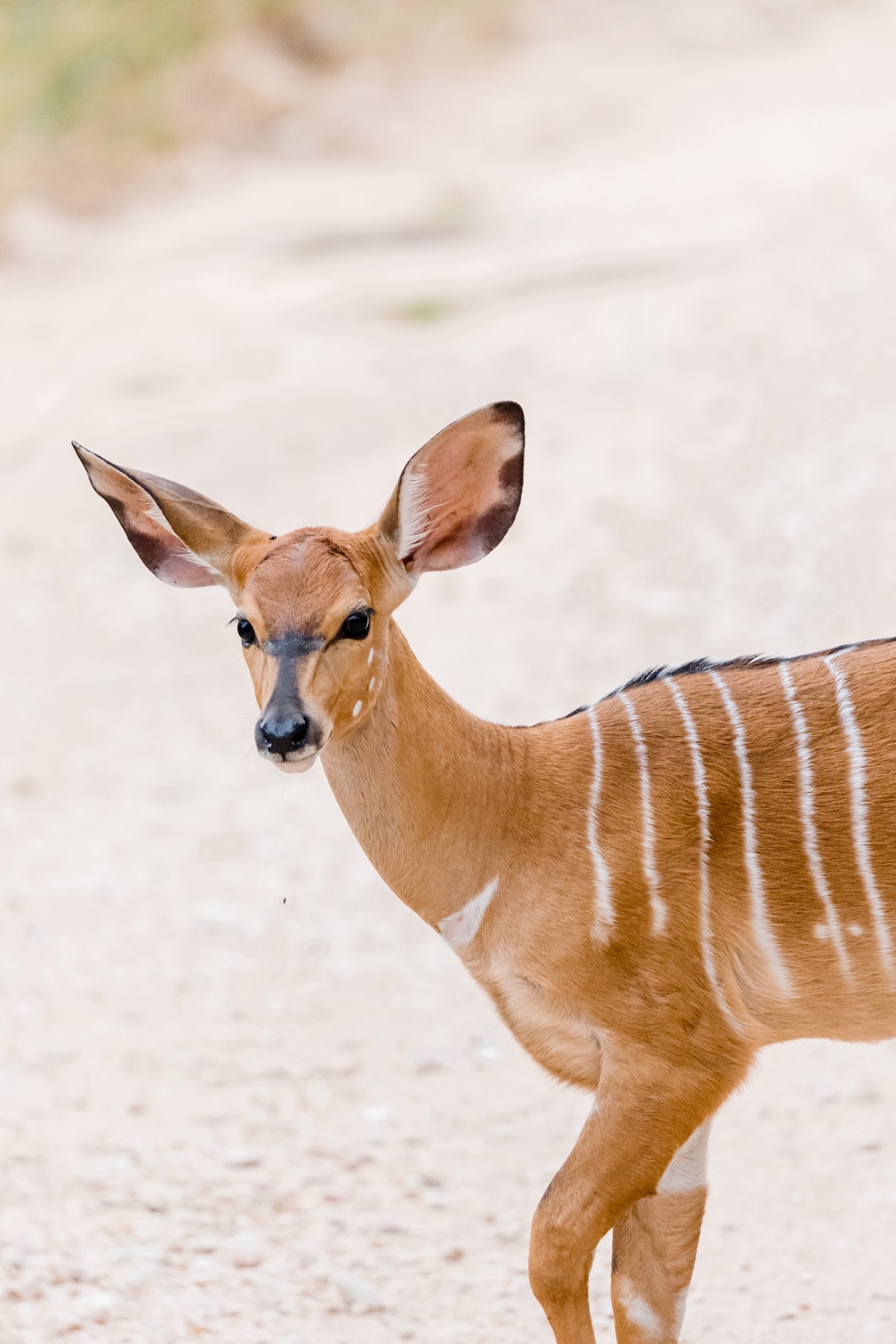 Quel est le budget d'un safari en Afrique du Sud ? 