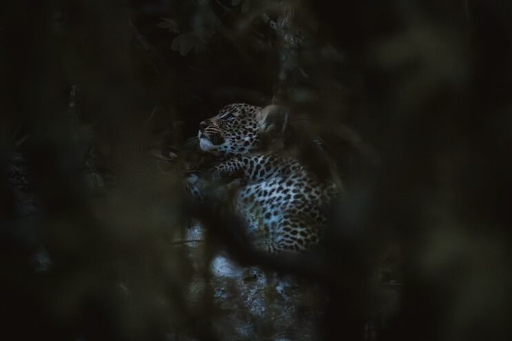 Bébé léopard - Safari Afrique du Su