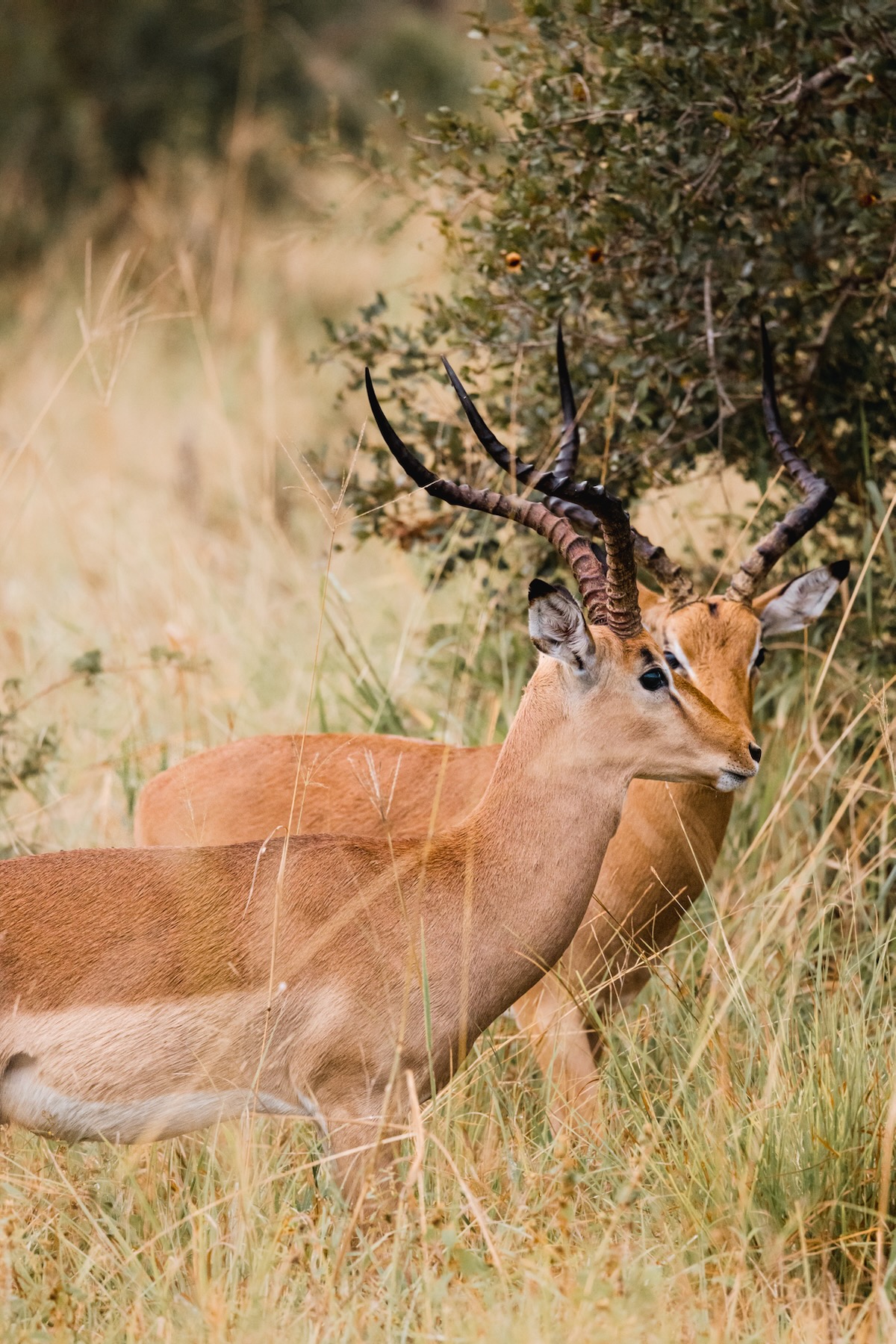 Antilopes - Kruger