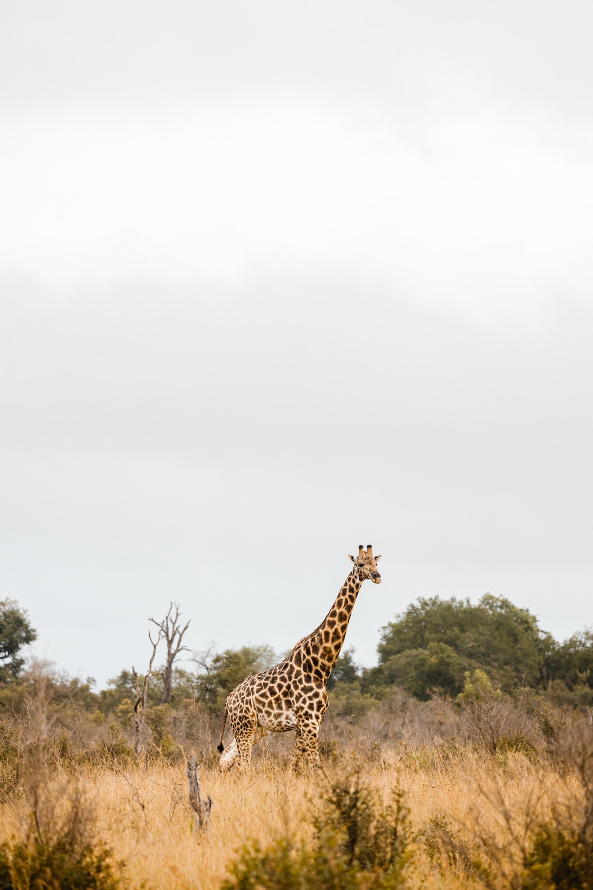 Quel matériel photo en safari ?