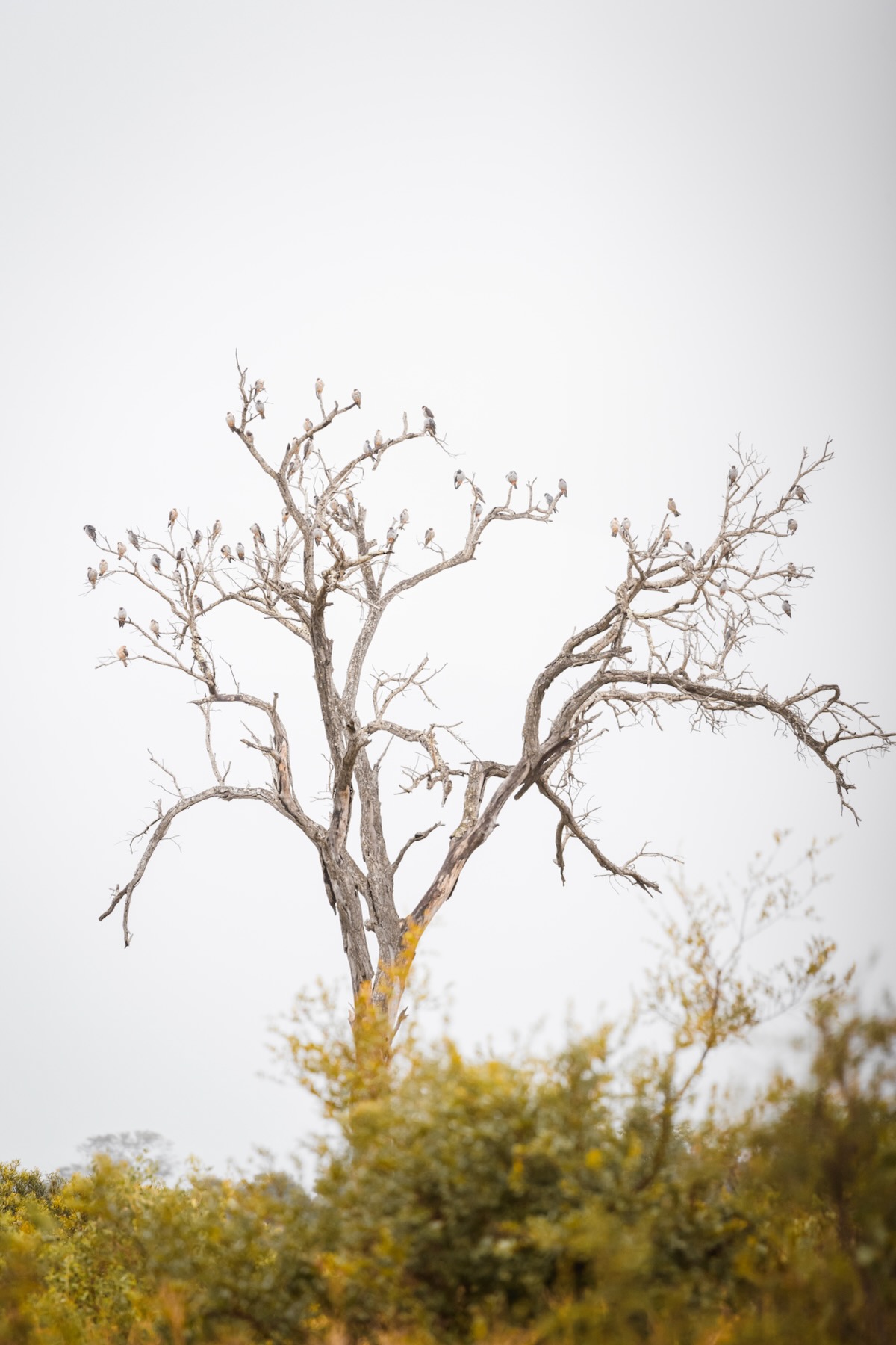 Parc national Kruger