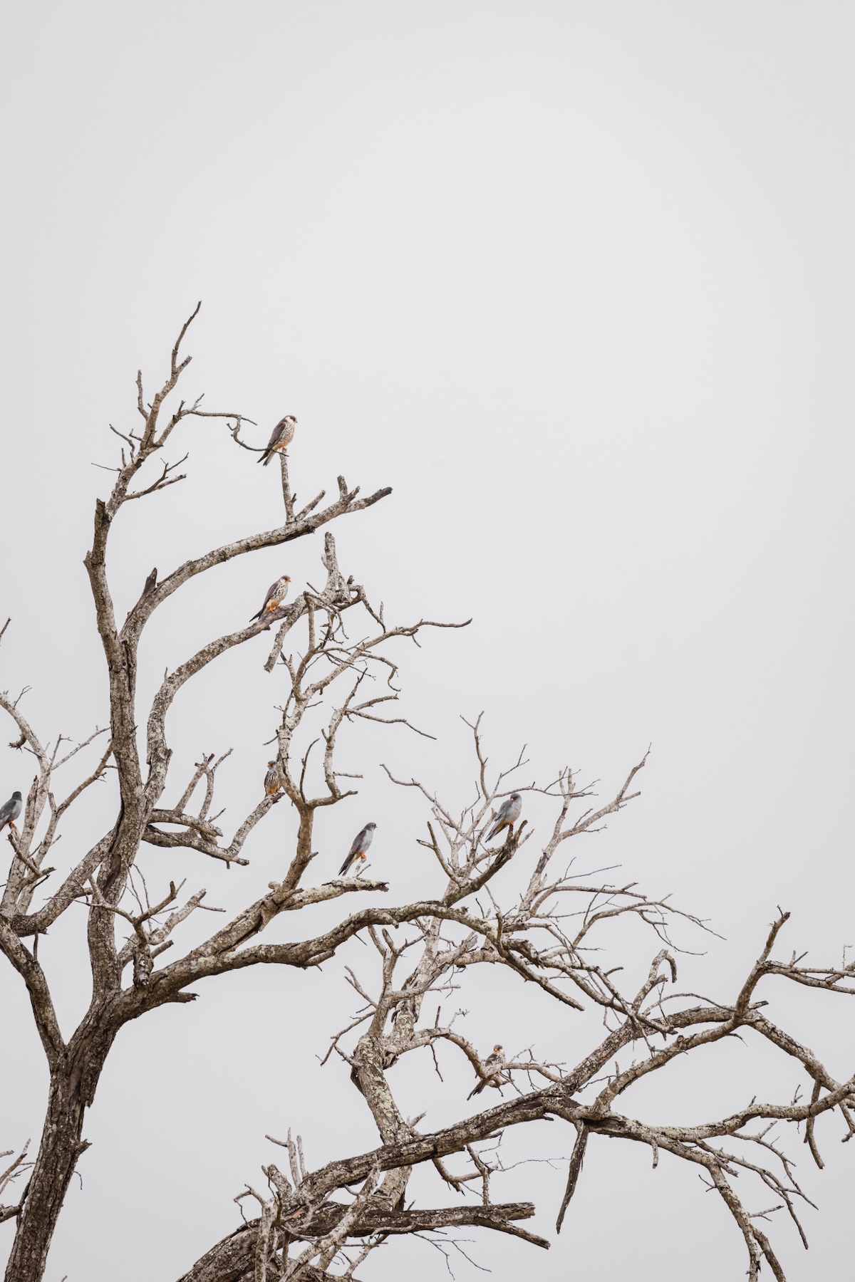 Oiseaux du parc Kruger