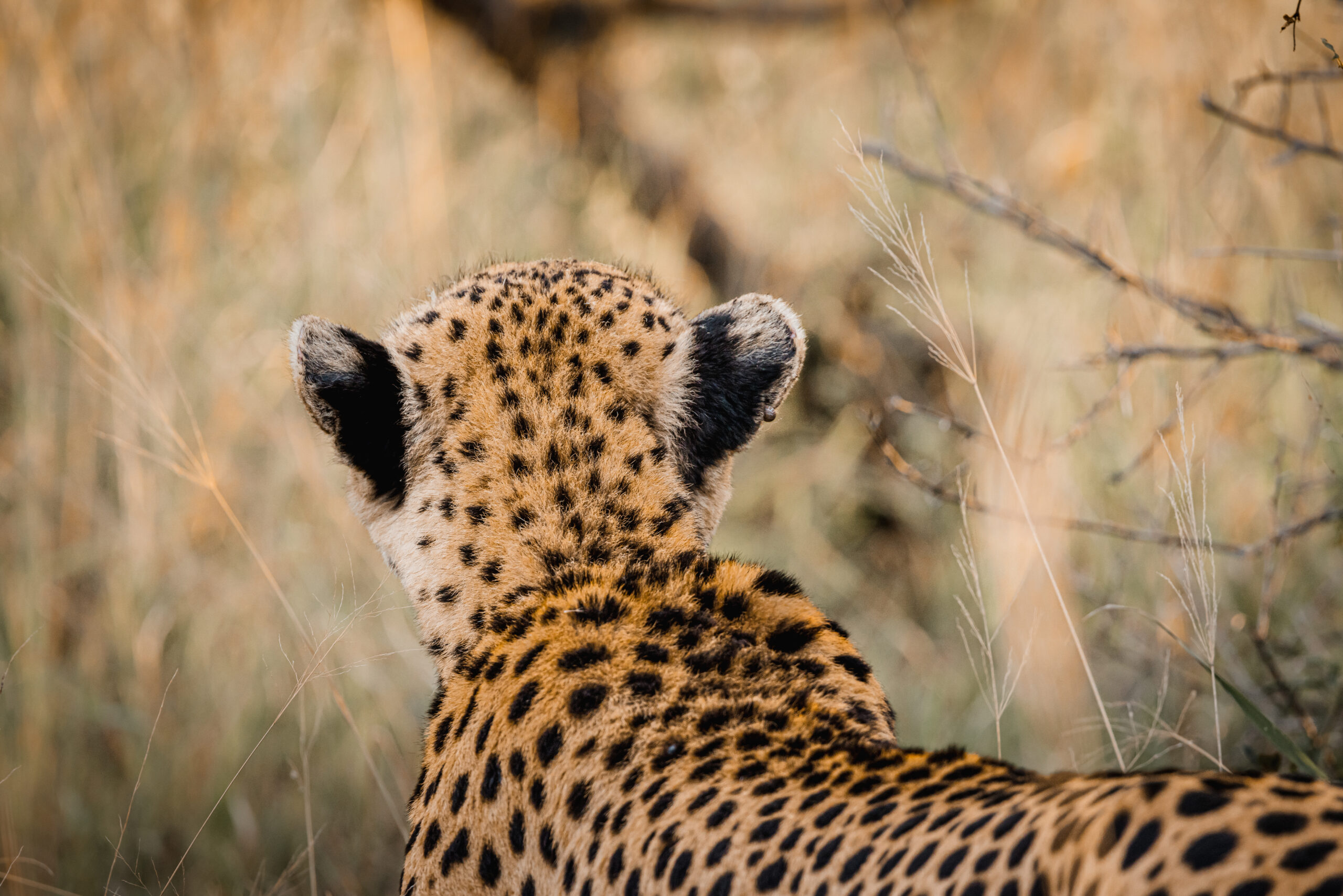 Organiser un safari en Afrique du Sud