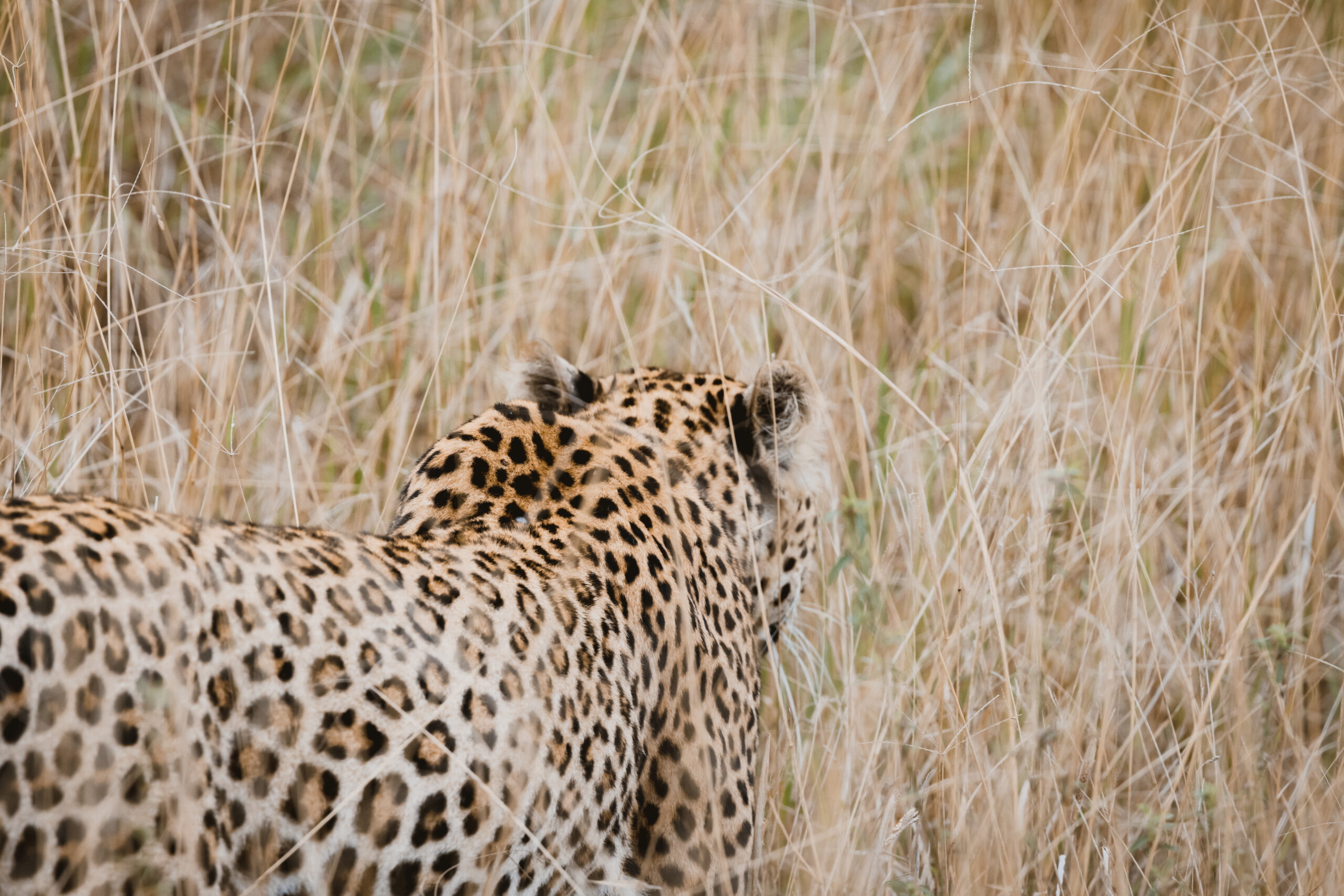 Léopard - Safari - Big 5