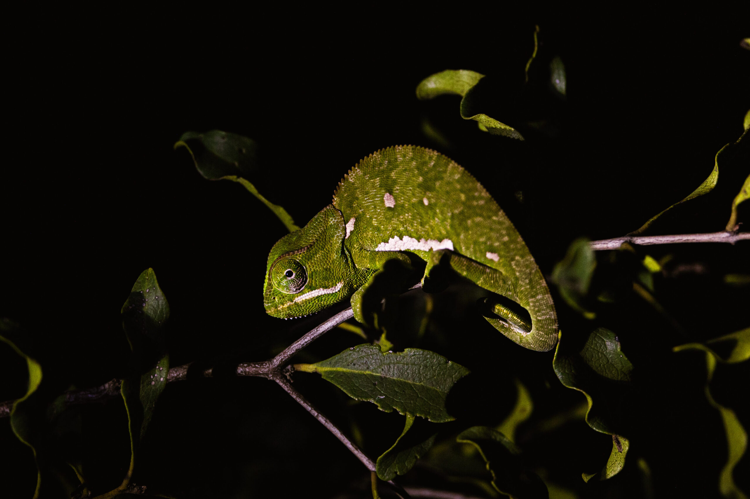 Safari - Réserve privée Manyeleti - Caméléon