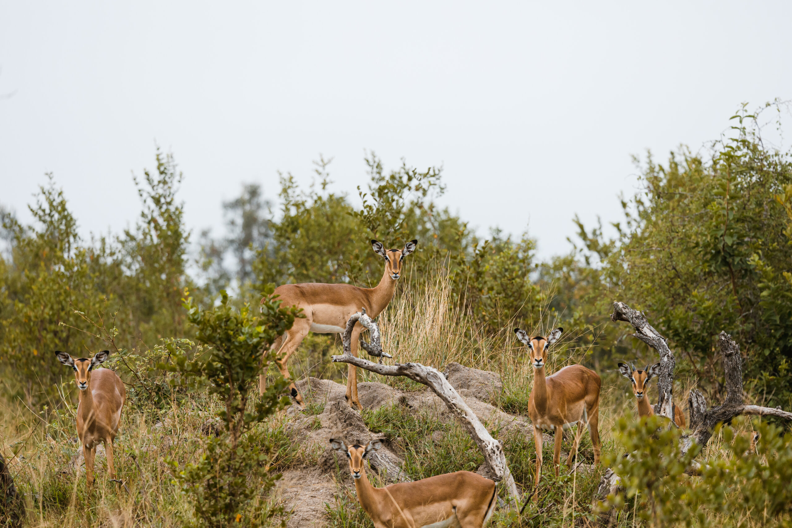 Safari en Afrique du Sud