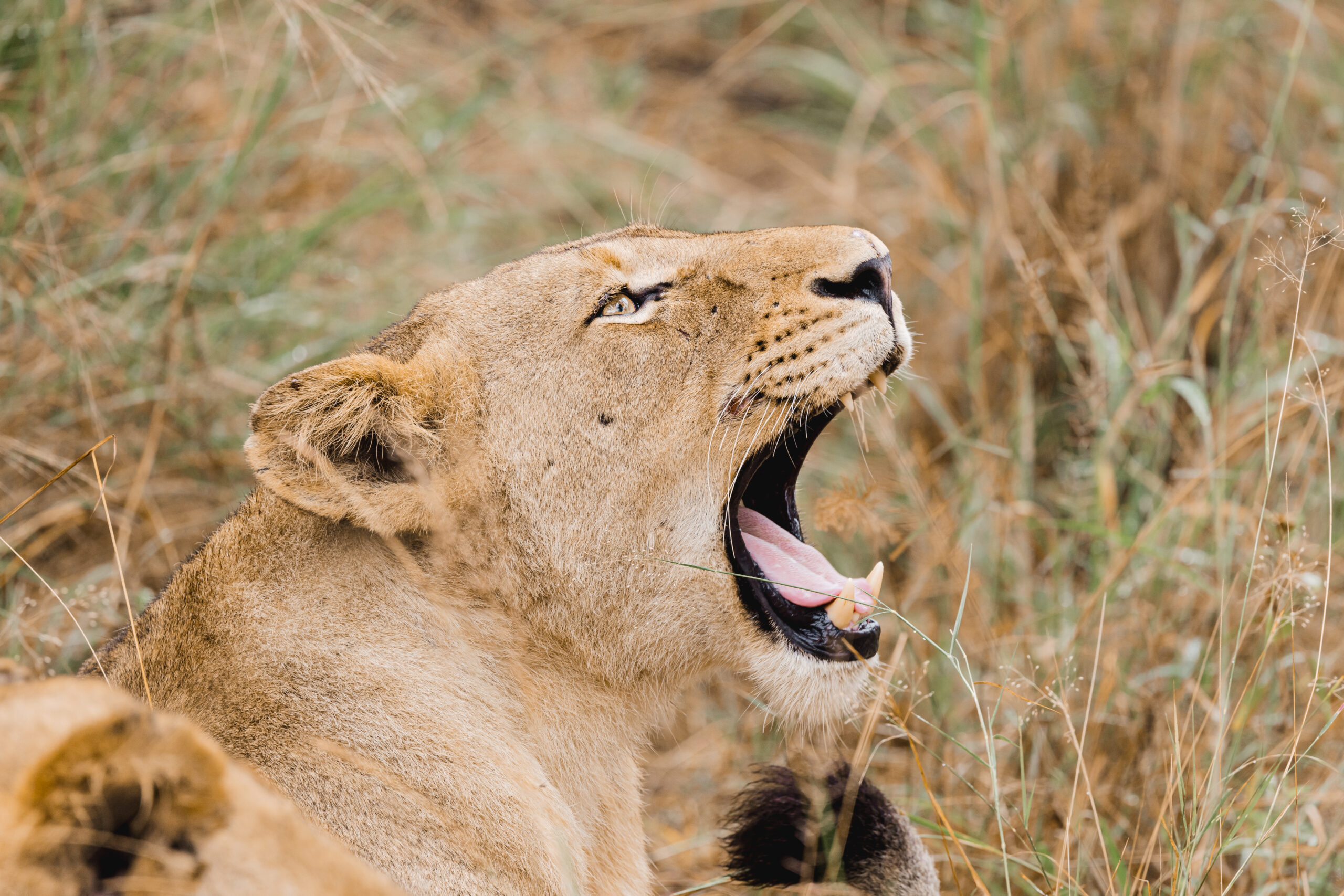 Organiser un safari en Afrique du Sud