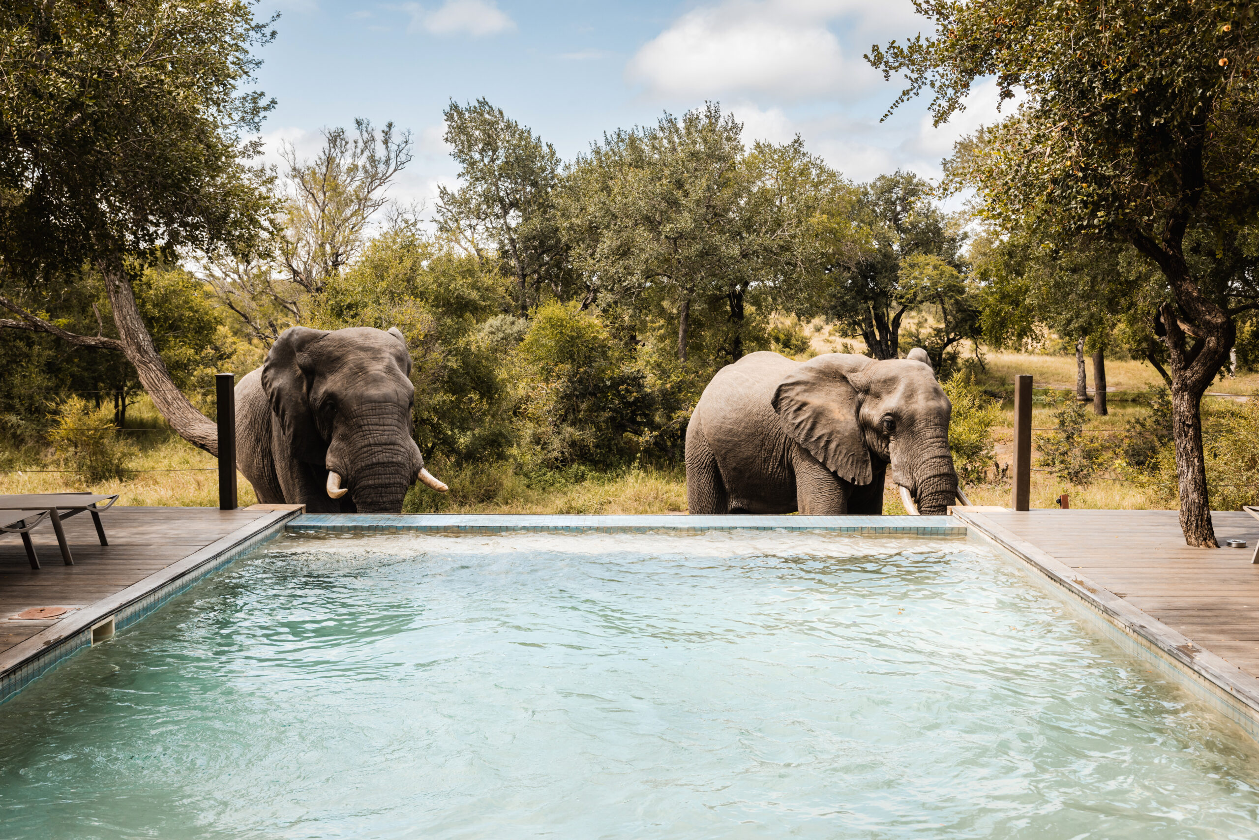 Organiser un safari de rêve en Afrique du Sud