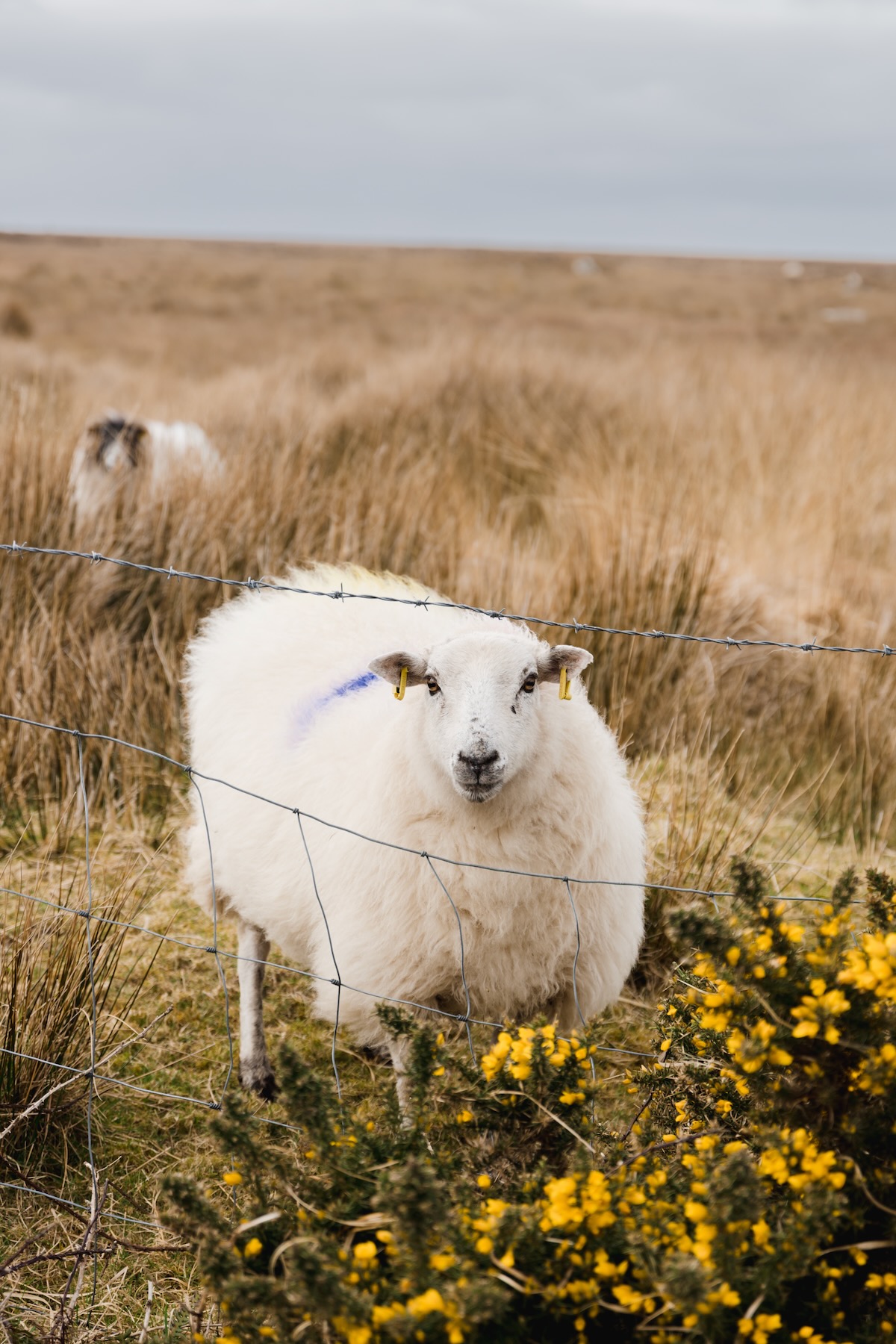 Road trip Wild Atlantic Way