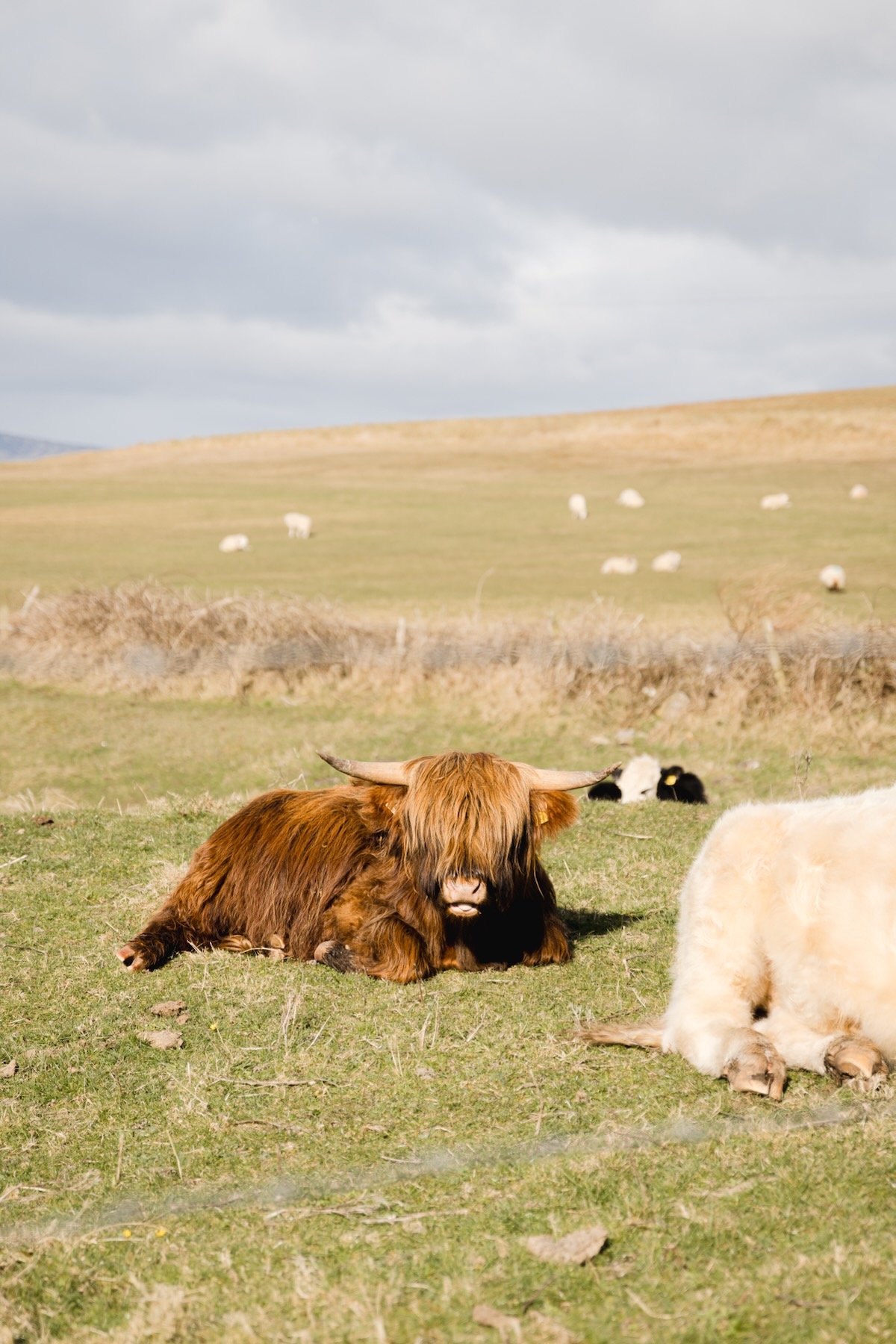 Road trip sur la Wild Atlantic Way en Irlande